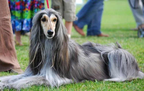 阿富汗獵犬的壽命 健康飼養延長壽命