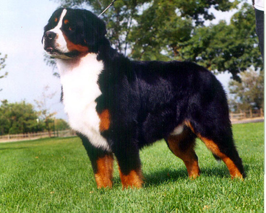 如何訓練伯恩山犬 練成我們的小保镖