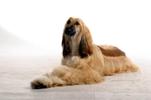 阿富汗獵犬服從性 主人口令的適應性