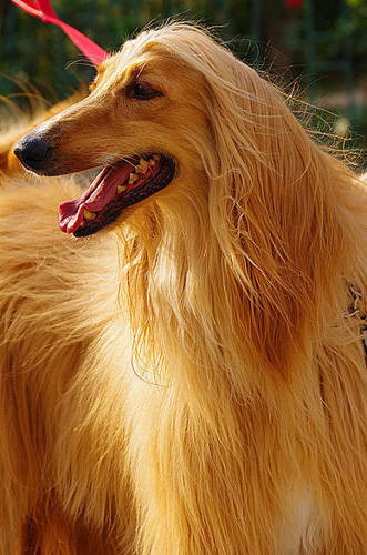 阿富汗獵犬訓練 享受訓練過程中的樂趣