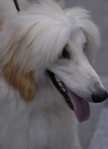 阿富汗獵犬怎麼喂 錯誤喂食影響健康