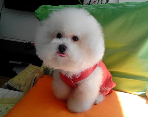 比熊犬怎麼訓練 比熊站立訓練具體方法