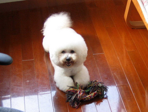比熊犬怎樣訓練 固定時間地方喂食