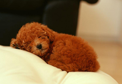 貴賓犬好訓練麼 狗狗聰明記憶力好