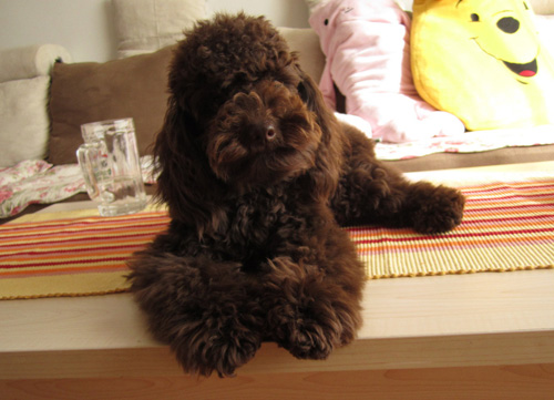 如何訓練貴賓犬 訓練時需注意什麼
