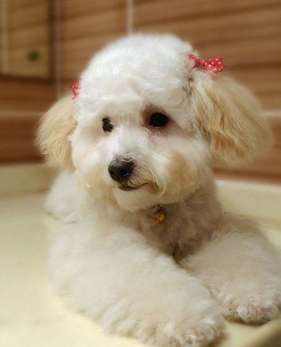 如何訓練貴賓犬大小便 具體操作細節