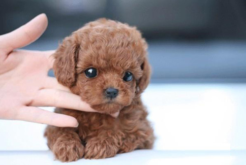 泰迪犬什麼時候開始訓練 多大抱養回來好