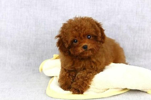 泰迪犬怎麼訓練 坐下握手等各種訓練
