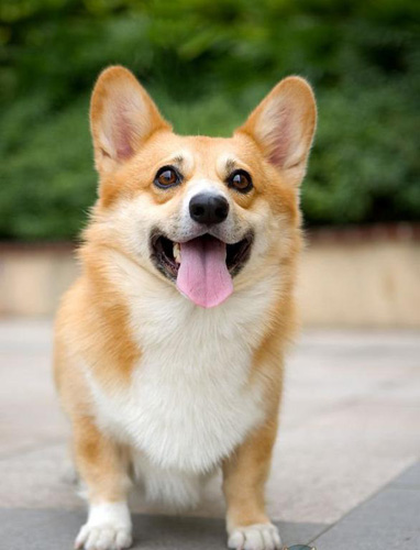 如何訓練柯基犬 要誇獎與撫摸杜絕體罰