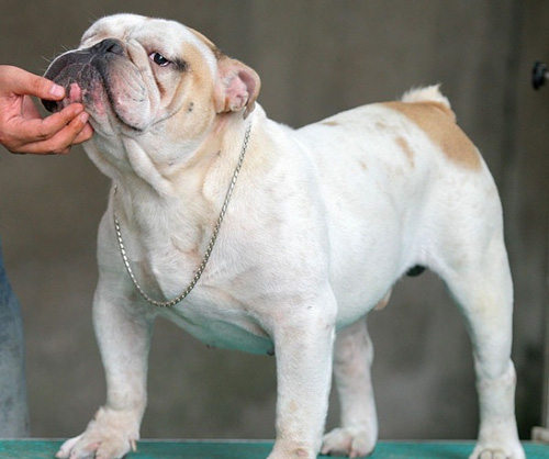 斗牛犬上廁所 耐心訓練出干淨的寶寶