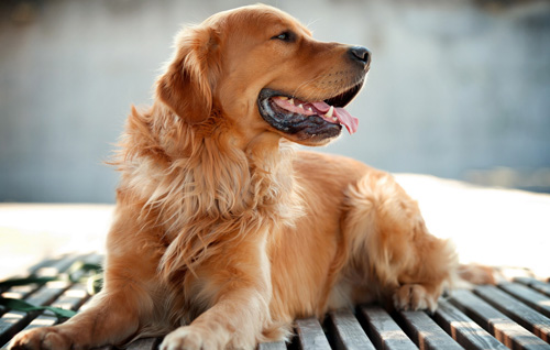 金毛犬的訓練方法 不要過多的進行誇獎