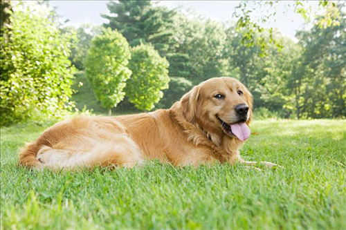 金毛犬怎樣訓練 重要的一點是有愛心