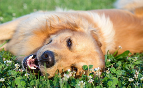如何訓練金毛犬 學習握手的四點步驟