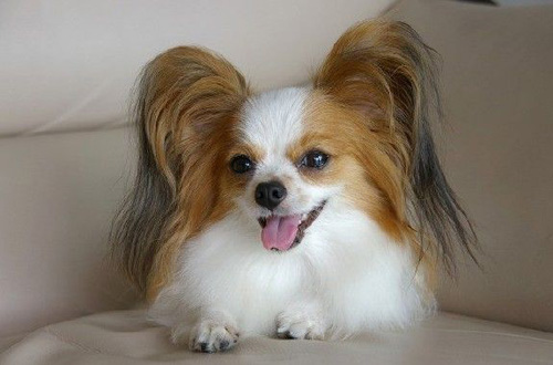蝴蝶犬的訓練 強迫引導誘惑鼓勵等方法