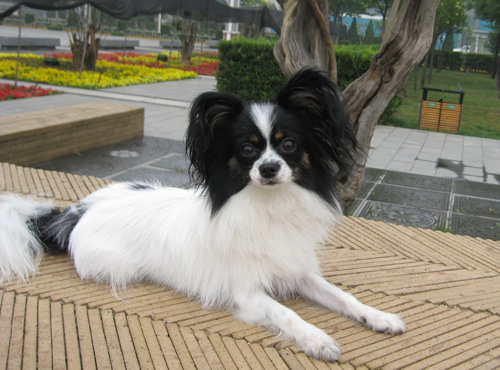 蝴蝶犬怎麼訓練 教你三種訓練方式