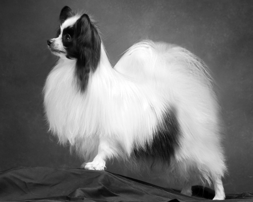 如何訓練蝴蝶犬 獎勵稱贊加懲戒