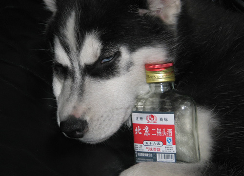 哈士奇幾個月訓練 狗狗最佳訓練時期