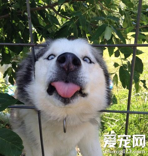 哈士奇訓練教程 抓住最佳訓練時期