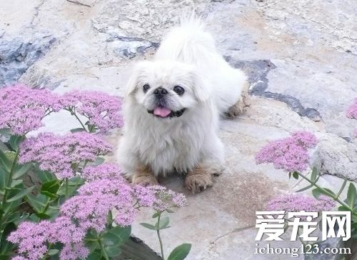 怎樣訓練京巴狗 訓練完別忘了獎勵它