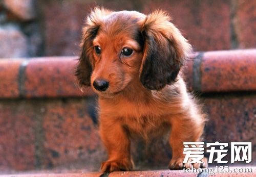 臘腸犬如何訓練 簡單易學的訓練方法
