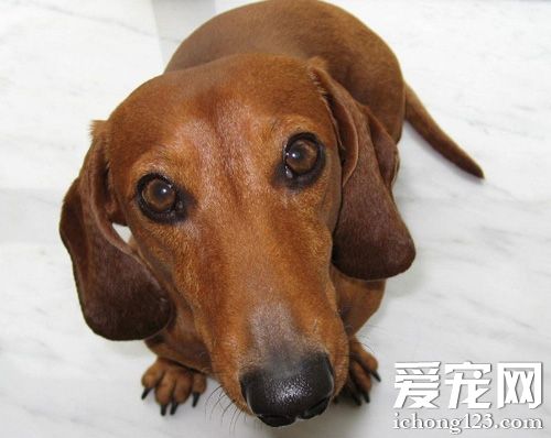 怎樣訓練臘腸犬 了解它的生活習性