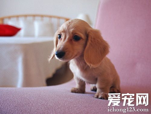 臘腸犬怎麼訓 對狗狗應該獎懲分明