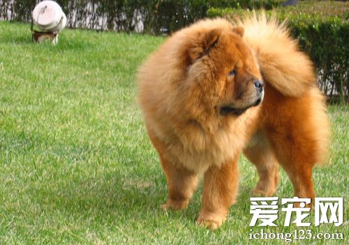如何訓練松獅犬 訓練時需要注意什麼