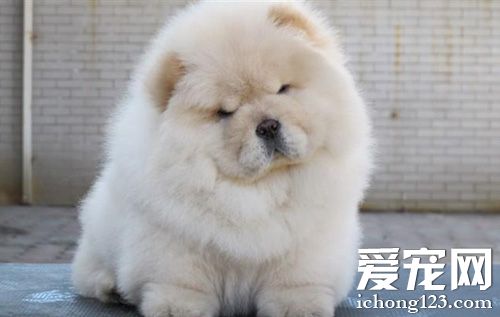 松獅犬的訓練方法 各種訓練竅門