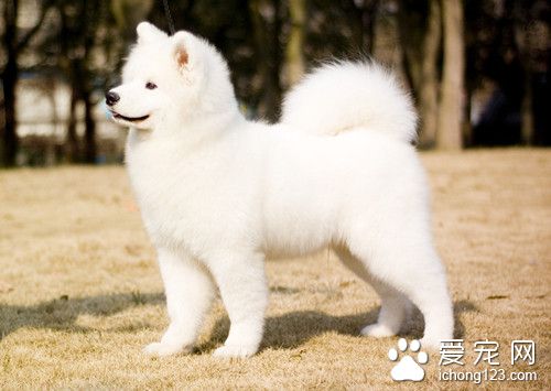 狗狗訓練教程 狗狗籠內訓練的時機與優點