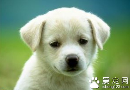 怎樣讓狗遠離自己 利用零食來教他“走開”