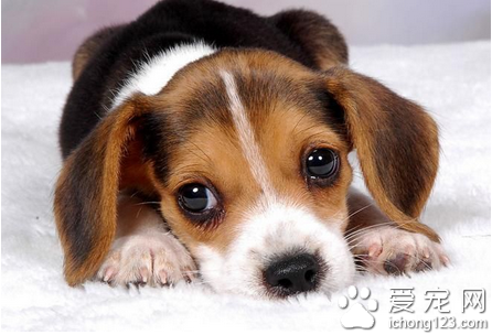 如何訓練狗狗 做個稱職的主人