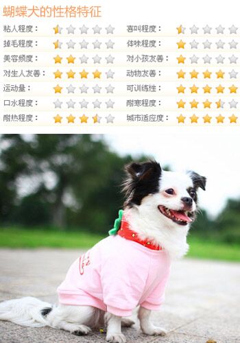 什麼狗比較好訓練 5類乖巧可愛的狗推薦