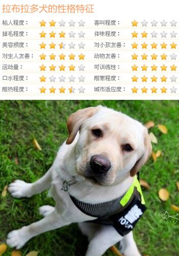 什麼狗比較好訓練 5類乖巧可愛的狗推薦