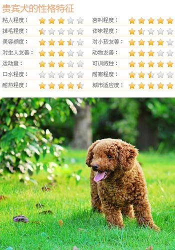 什麼狗比較好訓練 5類乖巧可愛的狗推薦