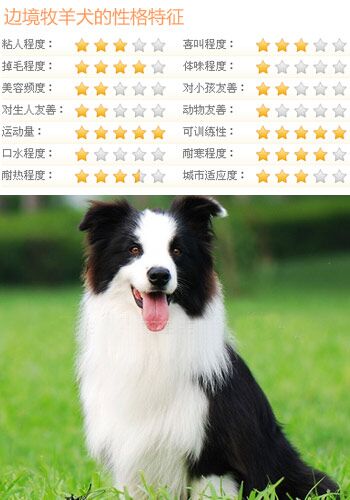 什麼狗比較好訓練 5類乖巧可愛的狗推薦