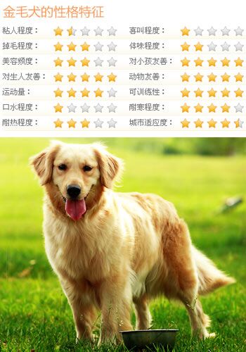 什麼狗比較好訓練 5類乖巧可愛的狗推薦