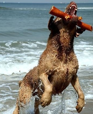 乞沙比克獵犬怎麼訓練 該犬的撲咬訓練