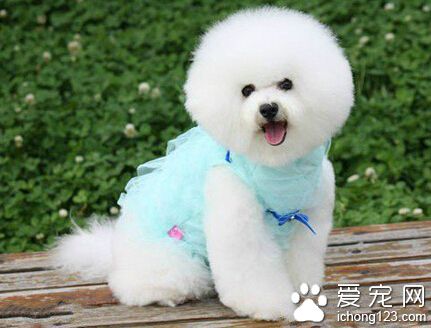 比熊犬好訓練嗎 說難也難說簡單也簡單