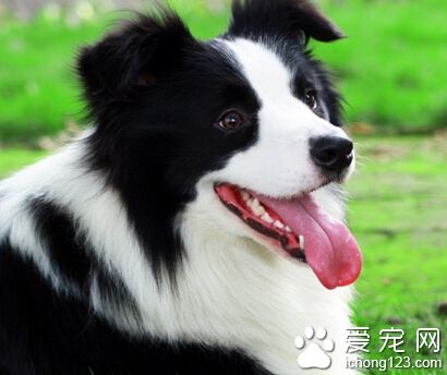 邊境牧羊犬的訓練 訓練應該從幼年時期開始