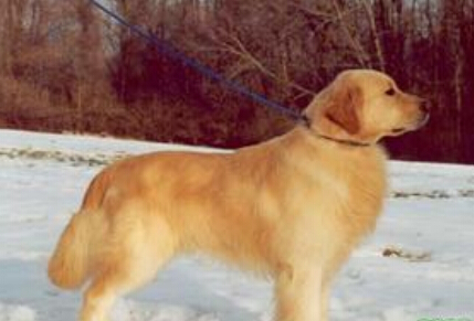 金毛犬訓練 訓練需統一管教的動作和口令