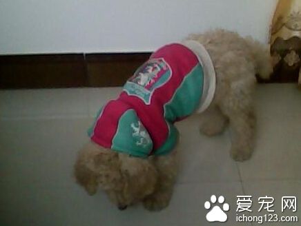 寵物狗怎樣訓大小便 飯後30分鐘狗會排洩