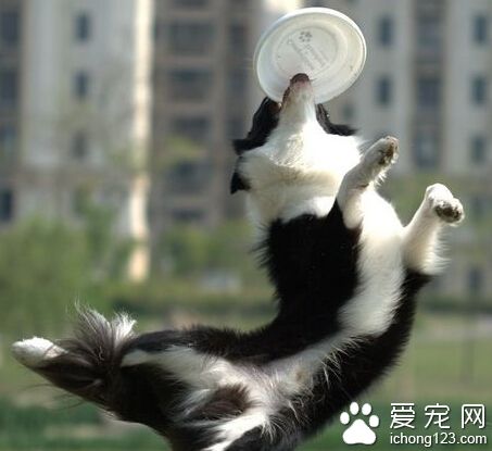 狗接飛盤 首先就是要引起狗對飛盤的興趣