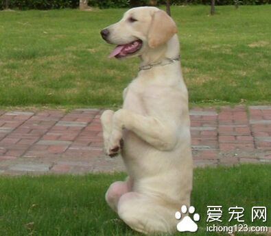狗狗訓練學校 家長應該根據實際情況來決定
