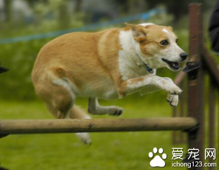  狗的訓練 應該花百分百地精力去教育它們