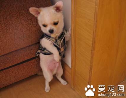 狗狗罰站 首先就得教會狗狗該如何站立