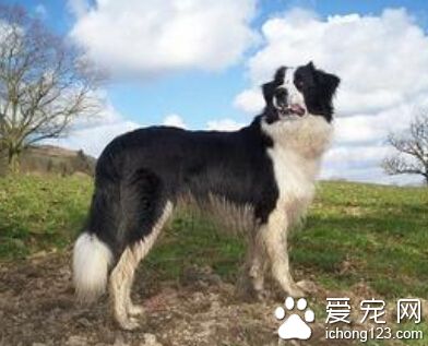 邊境牧羊犬如何訓練 不輕易去打或恐嚇它