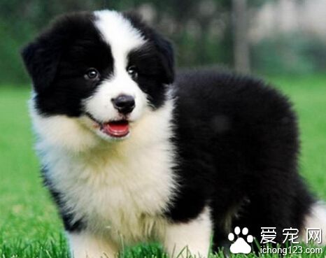 怎樣訓練邊境牧羊犬 每次訓練不超過5分鐘