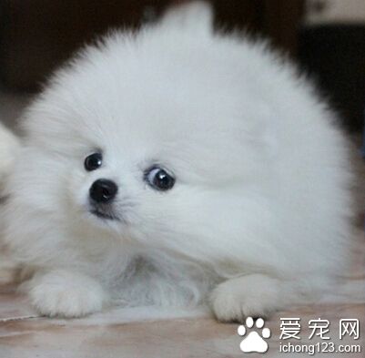 寵物狗的訓練 先要建立彼此的信賴關系