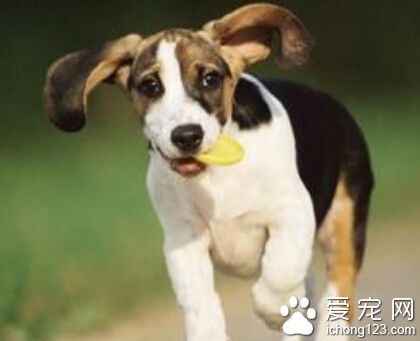 怎麼訓練狗狗回來 發出口令時加上狗的名字