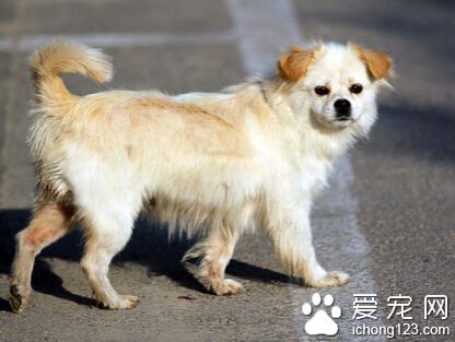 怎樣訓練狗狗坐 要蹲在小狗右側發出口令